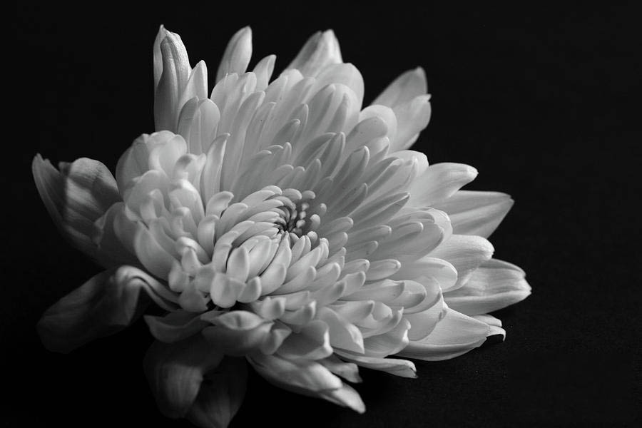 hoa cúc trắng trên nền đen